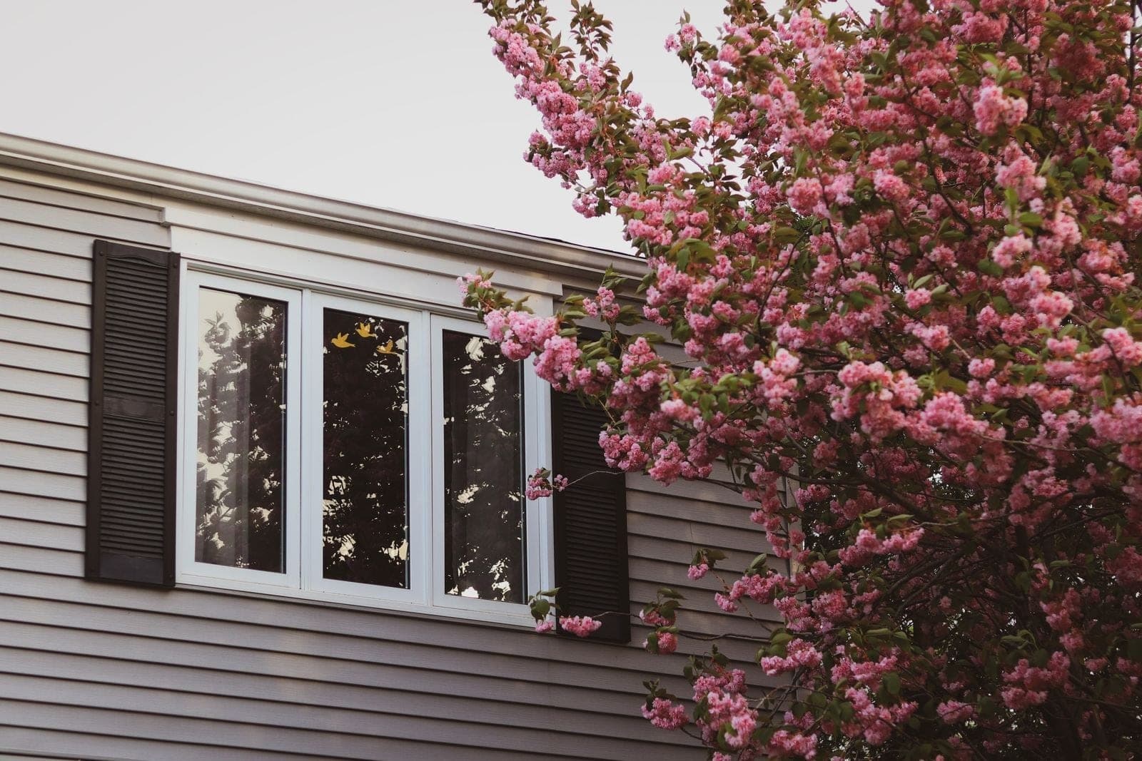 White three-unit window with dark shutters on grey siding beside a flowering tree